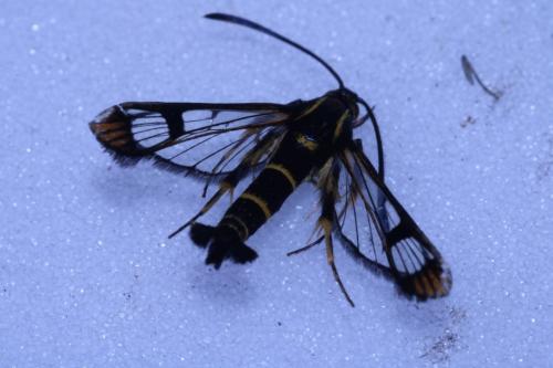 Synanthedon sp.